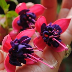 Meet your Posher, Charlotte